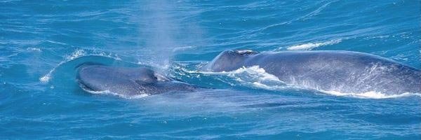 Monterey: Blauwale vor der Küste