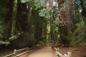 Weg in den Muir  Woods. Foto: Stefan Kremer