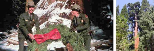 Kings Canyon: Weihnachtsfeier am General Grant Tree