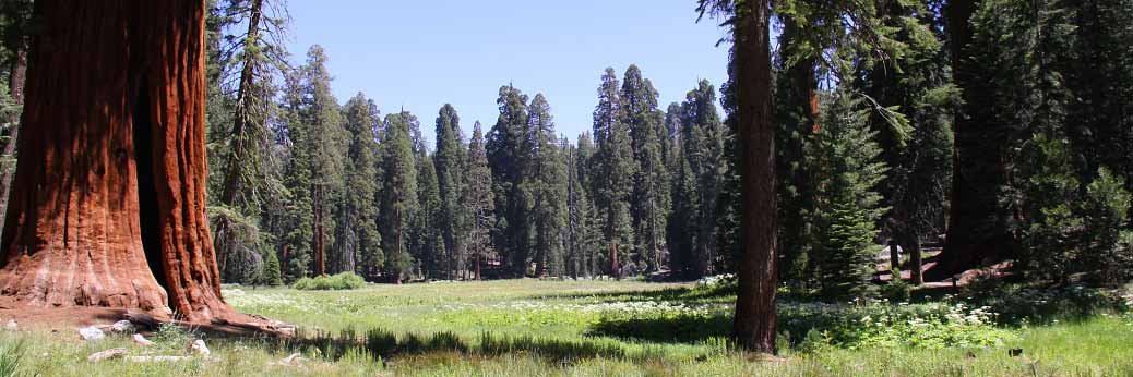 Sequoia & Kings Canyon: Besucherquote für Wildnis beginnt
