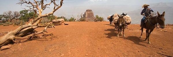 Grand Canyon: Bald weniger mule rides im Canyon