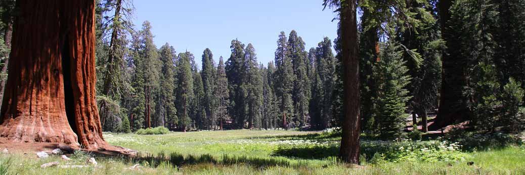 Sequoia & Kings Canyon: Waldbrände dehnen sich aus Sequoia & Kings Canyon: Waldbrände dehnen sich aus