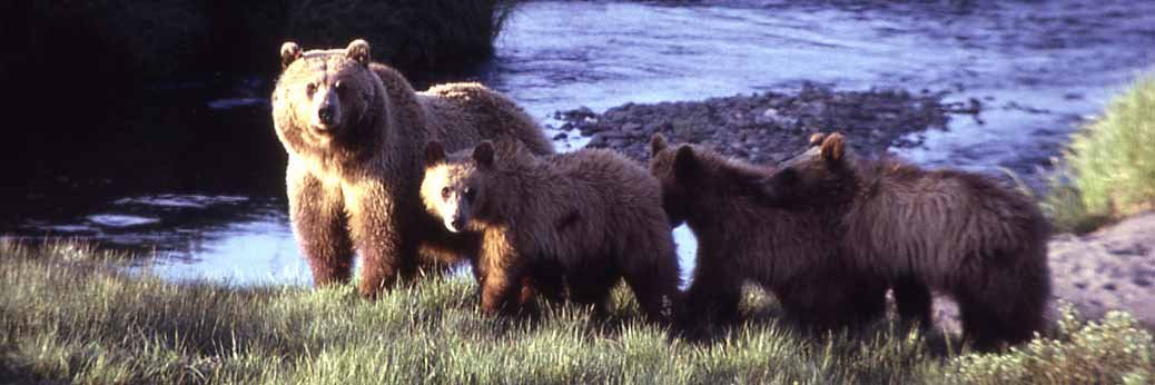Yellowstone: Erster Grizzly in 2021 gesichtet Yellowstone: Erster Grizzly in 2021 gesichtet