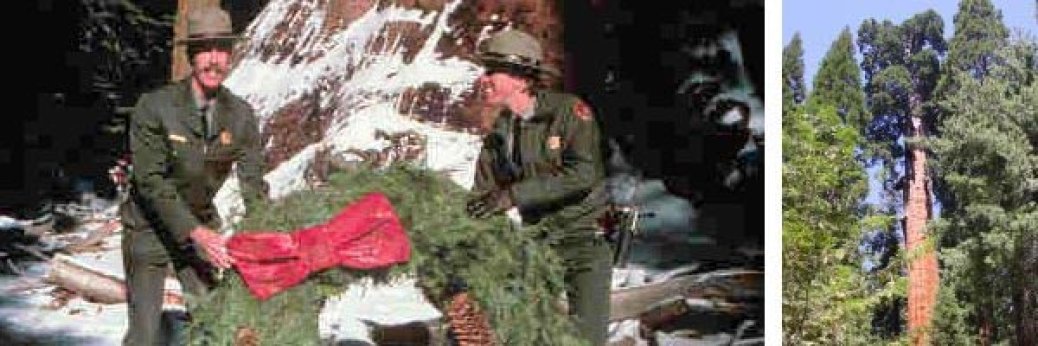 Kings Canyon: Weihnachtsfeier am General Grant Tree