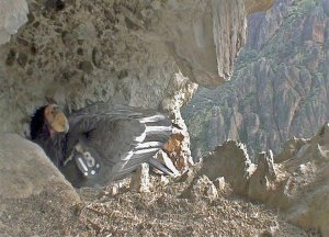 Kalifornischer Kondor in den Pinnacles. Foto: NPS