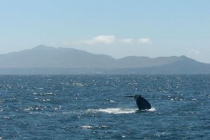 Schwanzfluke eines Blauwals vor den Santa Barbara Channel Islands. Foto: Shulman / wikipedia