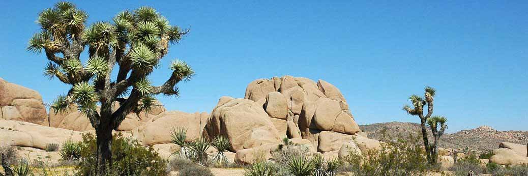 Joshua Tree: 2,4 Millionen Besucher in 2020 Joshua Tree: 2,4 Millionen Besucher in 2020