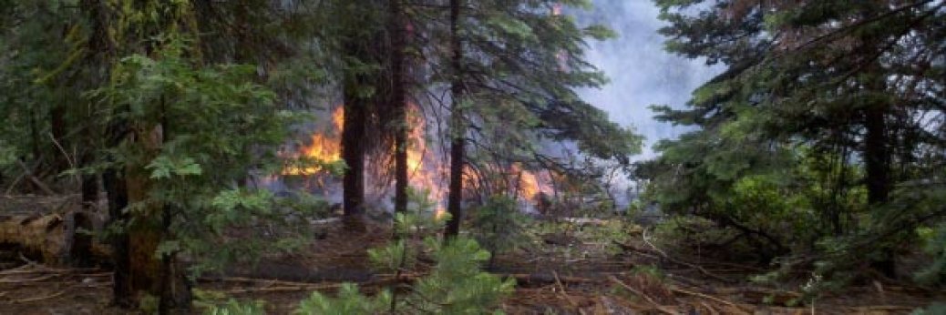 Yosemite: Waldbrand nahe der Glacier Point Road wächst