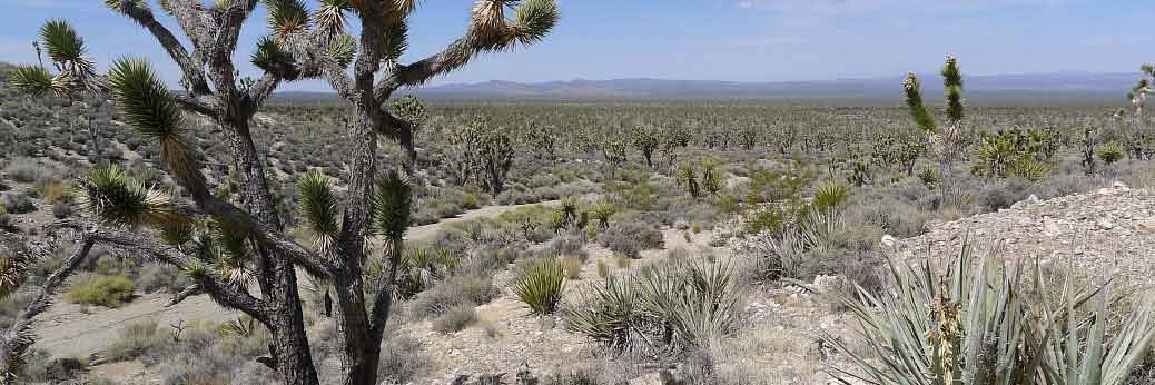 Mojave NP: Viele Straßen wieder geöffnet Mojave NP: Viele Straßen wieder geöffnet