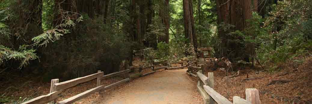 Muir Woods: Reservierung für Parkplatz und Shuttle ab sofort notwendig