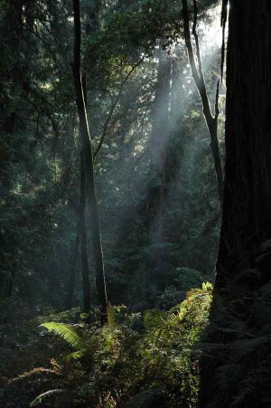 Nebel in den Muir  Woods. Foto: Michael Schlebach