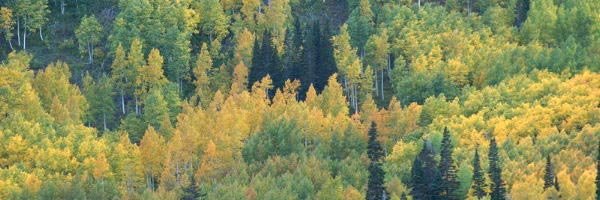 Utah: Weniger Waldbrände als üblich Utah: Weniger Waldbrände als üblich